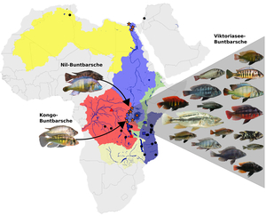 Die Flusssysteme rund um den Viktoriasee und die beiden ursprünglichen Vorfahren aus dem Nil- und dem Kongo-Einzugsgebiet sowie ein Teil der rund 700 aus ihnen hervorgegangenen Arten, 500 davon allein im Viktoriasee. 