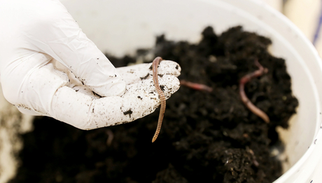 Earthworms play an important role in soil ecosystems (Photo: Ecotox Centre). Earthworms play an important role in soil ecosystems (Photo: Ecotox Centre).