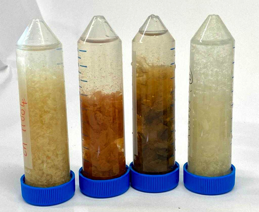 Les biofilms de différents tuyaux de douche se distinguent par leur couleur et leur consistance, tout comme par leurs communautés microbiennes, qui ont fait l’objet d’analyses moléculaires (Photo: Eawag: Frederik Hammes).
