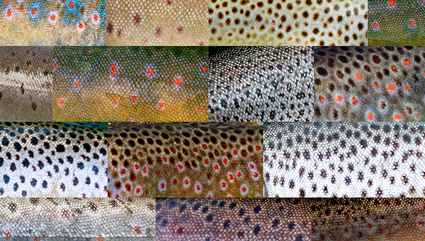 Die Farbe und Musterung von Forellen im Rheineinzugsgebiet (Salmo trutta) veranschaulicht die grosse Vielfalt innerhalb dieser Art. Die Fiber will Fischer für die Vielfalt der einheimischen Fische begeistern (Fotos: Fiber).