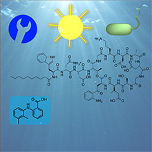 stability-and-fate-of-bio-macromolecules