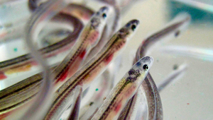Au stade juvénile, les anguilles d'Europe (Anguilla anguilla) sont encore translucides. Elles sont alors appelées civelles. Photo : European Eel Foundation