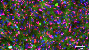 Angefärbte, gesunde Kiemenzellen von Regenbogenforellen: Zellkerne (blau), Membranen (grün), Mitochondrien (rot), Lysosome (pink).  (© Foto: Vivian Lu Tan, Eawag)