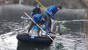 Out and about with the electric fishing boat: the fish are caught, briefly stunned, fitted with a transmitter, and then released back into the water.