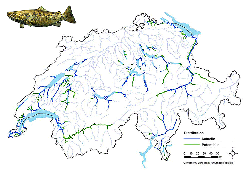 Fig. 1 : Distribution récente et potentielle de la truite atlantique en Suisse. Image : FIBER (d'après Dönni et al. 2017, légèrement modifié)