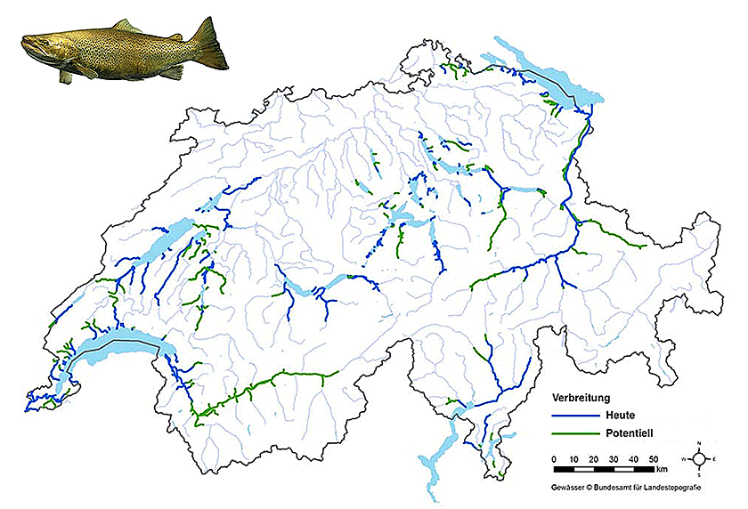 Abb. 1: Rezente und potenzielle Verbreitung der Atlantischen Seeforelle in der Schweiz. Bild: FIBER (nach Dönni et al. 2017, kleinere Anpassungen)