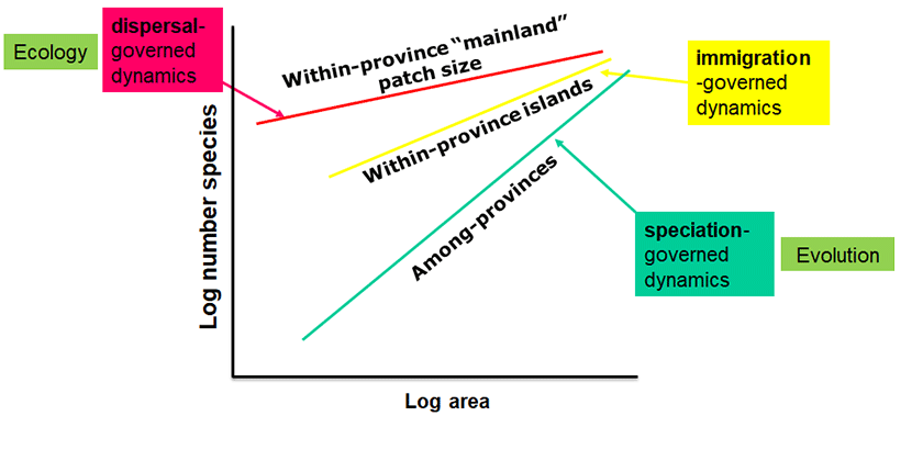 Fig 1. The slope of species-area relationships (SARs) depends on the relative importance of dispersal, immigration and speciation as sources of species. The slopes in this graph could refer to different organisms with different dispersal limitation (red = weakest; green = strongest) in the same landscape or to one group fo organisms at different positions along the area axis (based on Rosenzweig 2001 PNAS). 