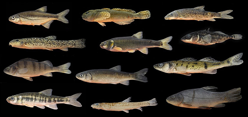 Fish species from Aare catchment (Photo: Bárbara B. Calegari)