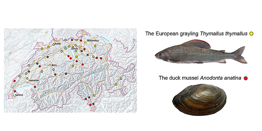 The European Grayling - The Duck Mussel