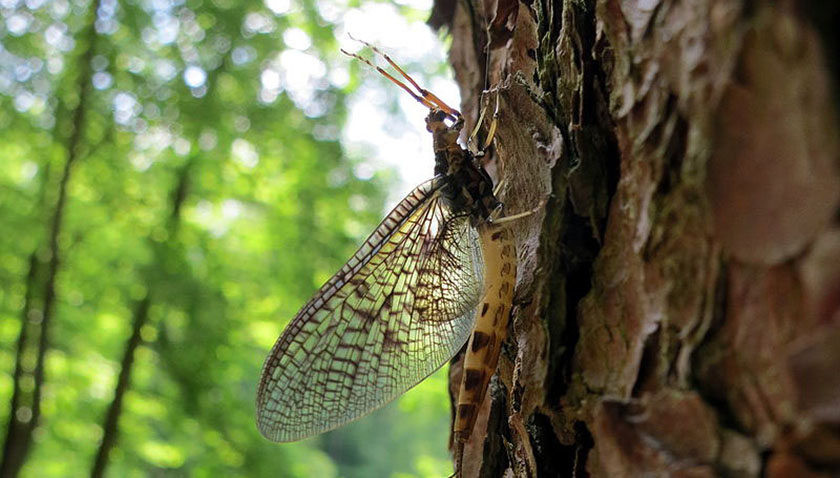 Eintagsfliege an Baumstamm (©Flo Sorg)