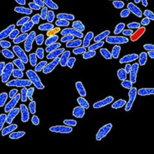 microbial-systems-ecology