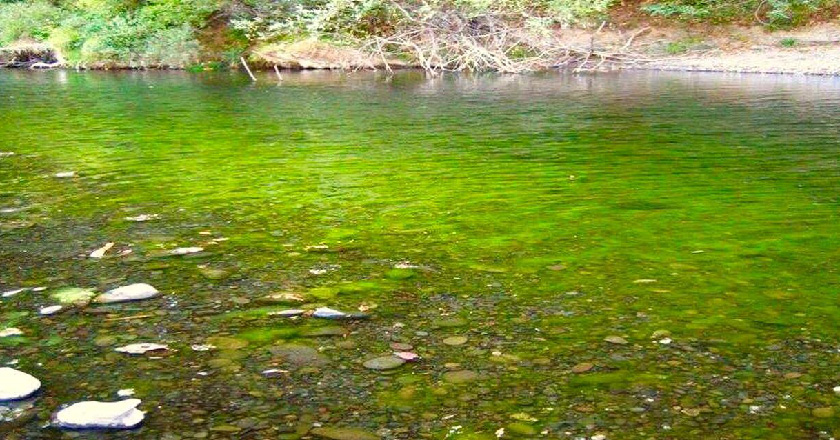 aquatic-biofilms