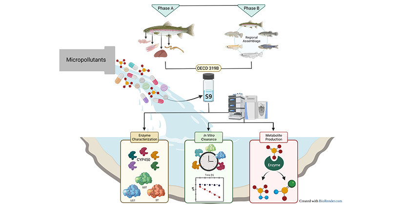 [Translate to English:] Experimenteller Ansatz der Phasen A und B des Projekts BIOTRANSFORM