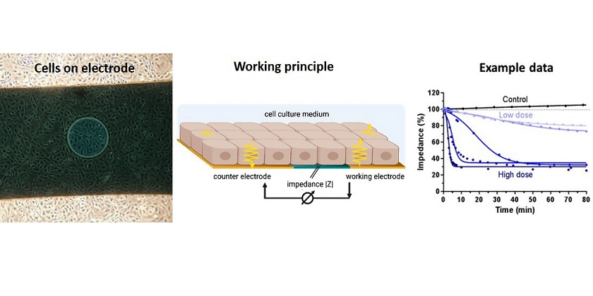 Microscopic image of cells on chip by J. Maner, working principle image created with BioRender, example data image by C. Drieschner