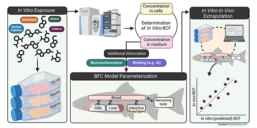 In-vitro-Vorhersage der Biokonzentration und Bioakkumulation von organischen Chemikalien in Fischen (Bild: Marco Franco, erstellt in Biorender) In-vitro-Vorhersage der Biokonzentration und Bioakkumulation von organischen Chemikalien in Fischen (Bild: Marco Franco erstellt in Biorender)