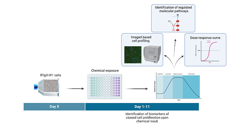 System biologiebasierter Versuchsaufbau zur Quantifizierung der durch RTgill-W1 gestoppten Zell  Proliferation (Bild: Baraba Jozef und Sven Mosimann, erstellt mit BioRender)