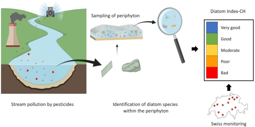 "Utilisation de diatomées comme bio-indicateurs pour indiquer la présence de pesticides et classer les cours d'eau en 5 états écologiques différents" (Biorender)