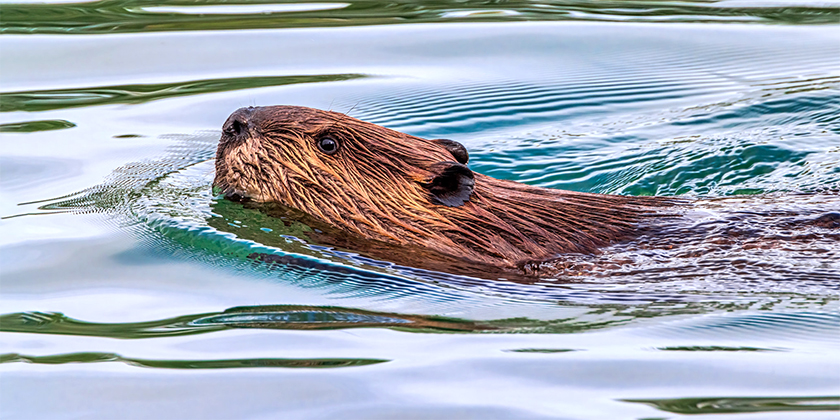 A Beaver is swimming on the Bow River, at … | (Foto: Flickr)