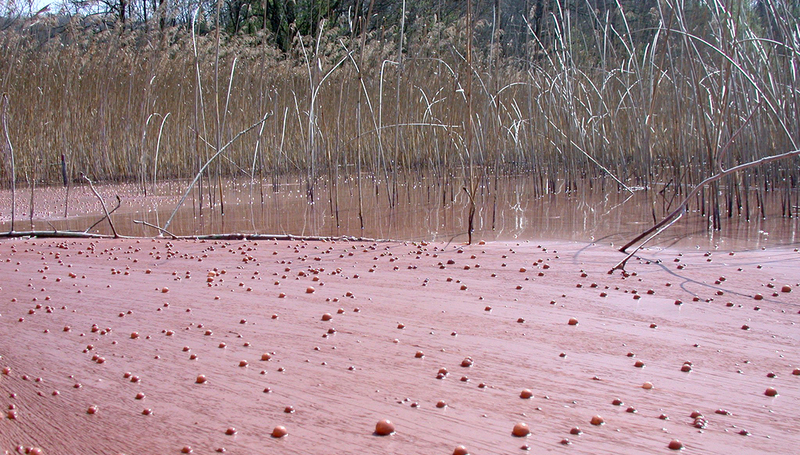 Burgundy blood algae (Planktothrix rubescens) in Lake Hallwil (Photo: Eawag, Sabine Flury).