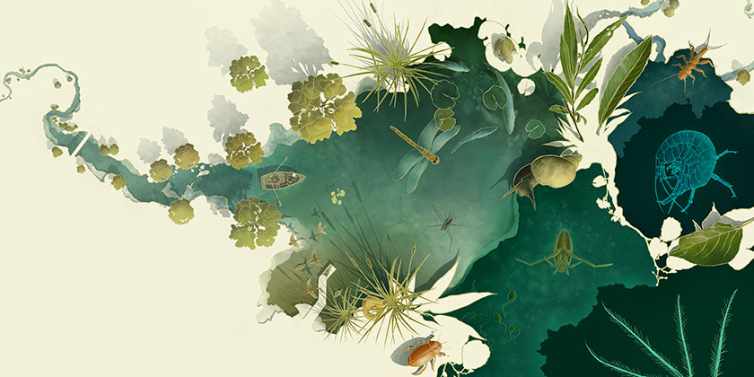 Bodies of water are among the most species-rich ecosystems in the world (graphic: Eawag, Stefan Scherrer).