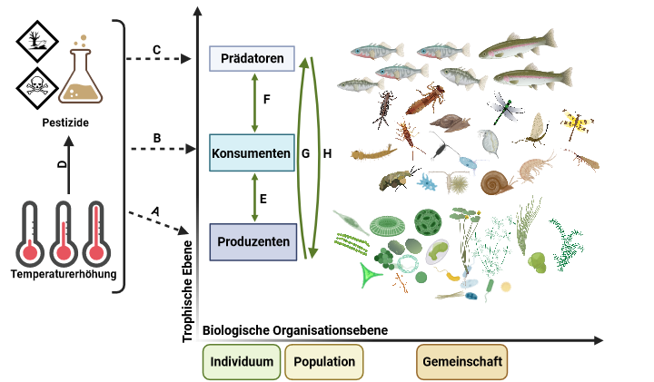 Direkte Effekte von Temperaturanstieg und Pestiziden, einzeln und in Kombination, auf die verschiedenen trophischen Ebenen eines Süsswasser-Ökosystems, einschliesslich Produzenten (A), Konsumenten (B) und Prädatoren (C). Erhöhte Temperaturen können das Verhalten eines Pestizids in der Umwelt (D) und damit seine Effekte auf aquatische Biota beeinflussen. Die direkten Effekte von erhöhten Temperaturen und Pestiziden können indirekte Effekte zwischen trophischen Ebenen, einschliesslich benachbarter trophischer Ebenen (E, F) und/oder Kaskadeneffekte über mehrere trophischen Ebenen (G, H) verursachen (Grafikquelle: Markus Hermann, Eawag).