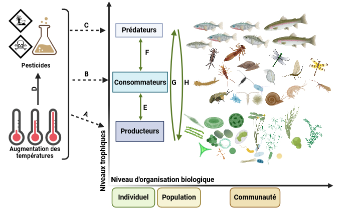 Effets directs de l'augmentation de la température et des pesticides, individuellement et en combinaison, sur les différents niveaux trophiques d'un écosystème d'eau douce, comprenant les producteurs (A), les consommateurs (B) et les prédateurs (C). L'augmentation des températures peut influencer le comportement d'un pesticide dans l'environnement (D) et donc ses effets sur le biote aquatique. Les effets directs de l'augmentation des températures et des pesticides peuvent provoquer des effets indirects entre niveaux trophiques, y compris des niveaux trophiques voisins (E, F) et/ou des effets en cascade sur plusieurs niveaux trophiques (G, H) (source graphique : Markus Hermann, Eawag).