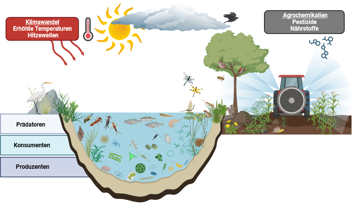 Süsswasser-Ökosystem bestehend aus verschiedenen trophischen Ebenen mit Produzenten, Konsumenten und Prädatoren des Nahrungsnetzes. Mit dem Klimawandel zusammenhängende Stressoren wie erhöhte Temperaturen und Hitzewellen (roter Kasten) sowie agrochemische Stressoren wie Pestizide oder Nährstoffe (grauer Kasten) stellen mehrere Stressfaktoren dar welche interaktive Effekte auf Individuen, Populationen und Lebensgemeinschaften haben können (Grafikquelle: Markus Hermann, Eawag).