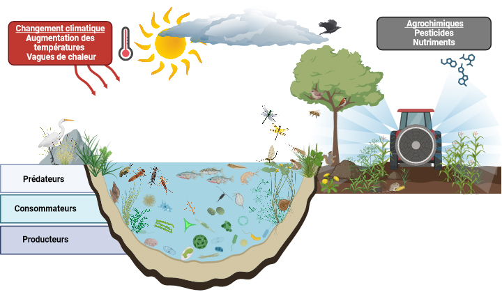 Ecosystème d'eau douce composé de différents niveaux trophiques avec des producteurs, des consommateurs et des prédateurs du réseau alimentaire. Les facteurs de stress liés au changement climatique, tels que les températures élevées et les vagues de chaleur (encadré rouge), ainsi que les facteurs de stress agrochimiques, tels que les pesticides ou les nutriments (encadré gris), représentent plusieurs facteurs de stress qui peuvent avoir des effets interactifs sur les individus, les populations et les biocénoses (source graphique : Markus Hermann, Eawag).