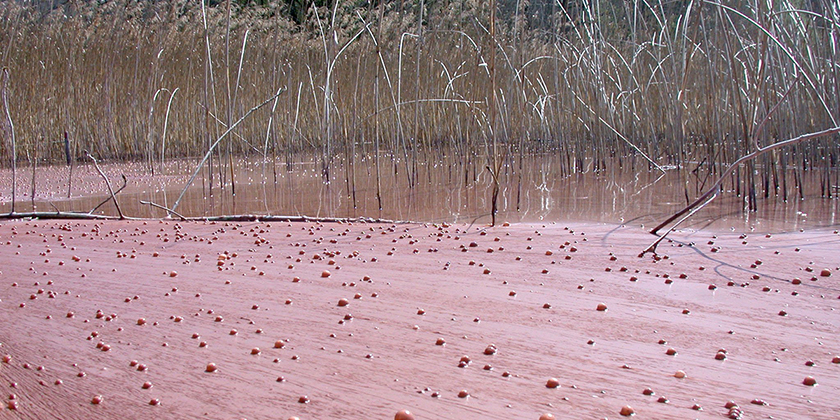 Bloom of Burgundy blood bacteria Planktothrix rubescens, Lake Hallwil (Eawag, Sabine Flury)