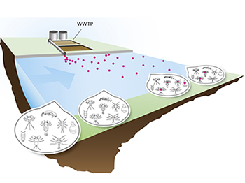 Dieser Ansatz untersucht unter Anwendung anerkannter Methoden die Parameter der Wasserqualität, verschiedene biologische Endpunkte und Artenzusammensetzungen (z.B. Makroinvertebraten) an ausgewählten Standorten.