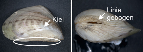 Schale: rundlich-dreikantige, kahnartige Form Unterseite: konvex, seitlich abgerundeter Kiel, kippt um beim Aufstellen