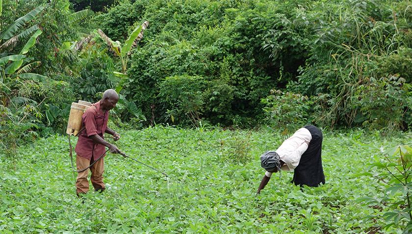 Kleinbauern in Uganda bringen Pestizide häufig mit einer Rückenspritze und ohne jegliche Schutzkleidung aus. Bei vielen konnten denn auch hohe Pestizid-Belastungen im Blut nachgewiesen werden (Foto: Philipp Staudacher, Eawag).
