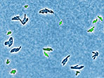 Der Mikroorganismus Salmonella typhimurium bildet zwei unterschiedliche Varianten aus, die miteinander kooperieren. Die virulente Variante (grün) wächst viel langsamer, als die nicht-virulente (dunkelblau; mikroskopische Aufnahme).