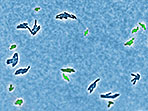 Der Mikroorganismus Salmonella typhimurium bildet zwei unterschiedliche Varianten aus, die miteinander kooperieren. Die virulente Variante (grün) wächst viel langsamer, als die nicht-virulente (dunkelblau; mikroskopische Aufnahme). 