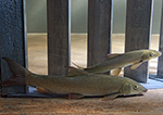 Keeping fish away from turbines Keeping fish away from turbines