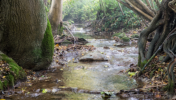 Bach, Forschung, Wasser