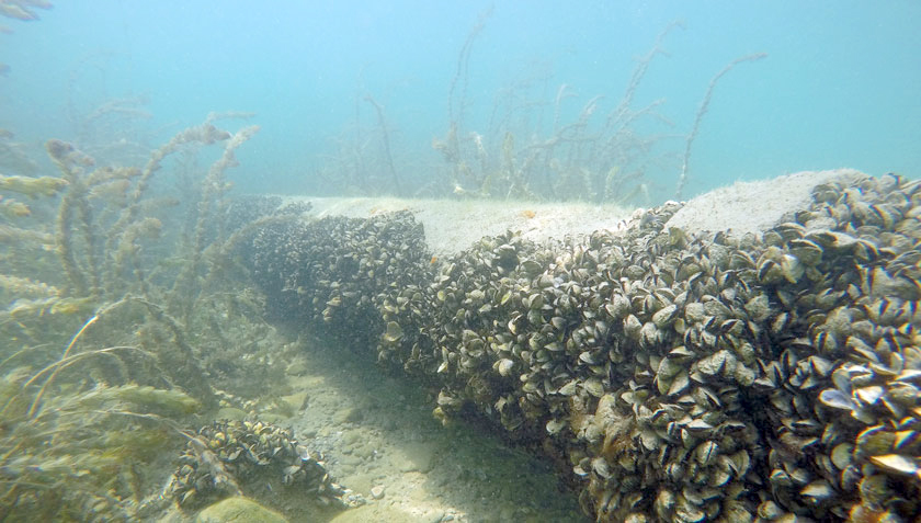 The alien quagga mussel is spreading over Switzerland and affecting lake ecosystems (Photo: Eawag, Linda Haltiner).