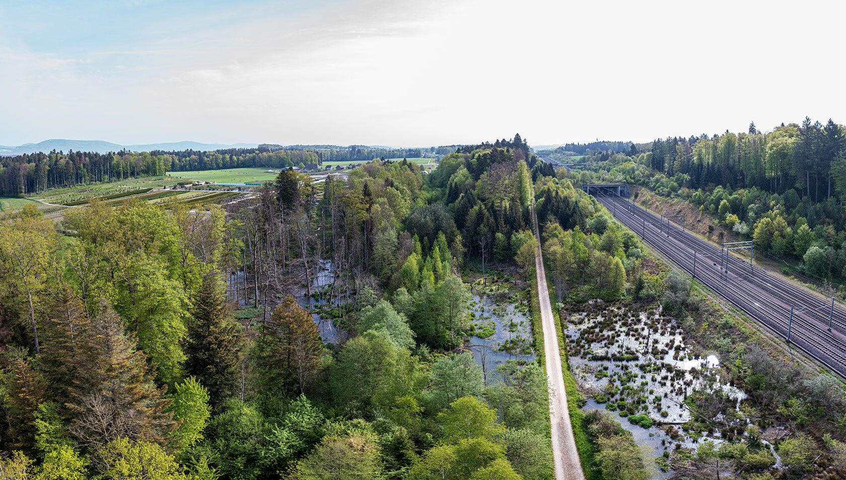 Stehendes Wasser, Lücken im Wald und tote Bäume: hier finden Fledermäuse gute Jagdbedingungen. (Foto: Christof Angst) 