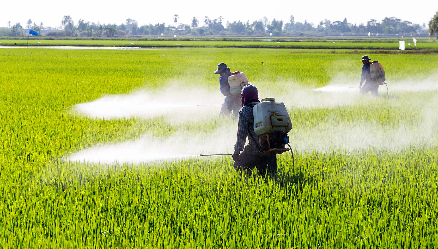 Schädlingsbekämpfung mit Pestiziden in einem Reisfeld. (Adobe Stock)