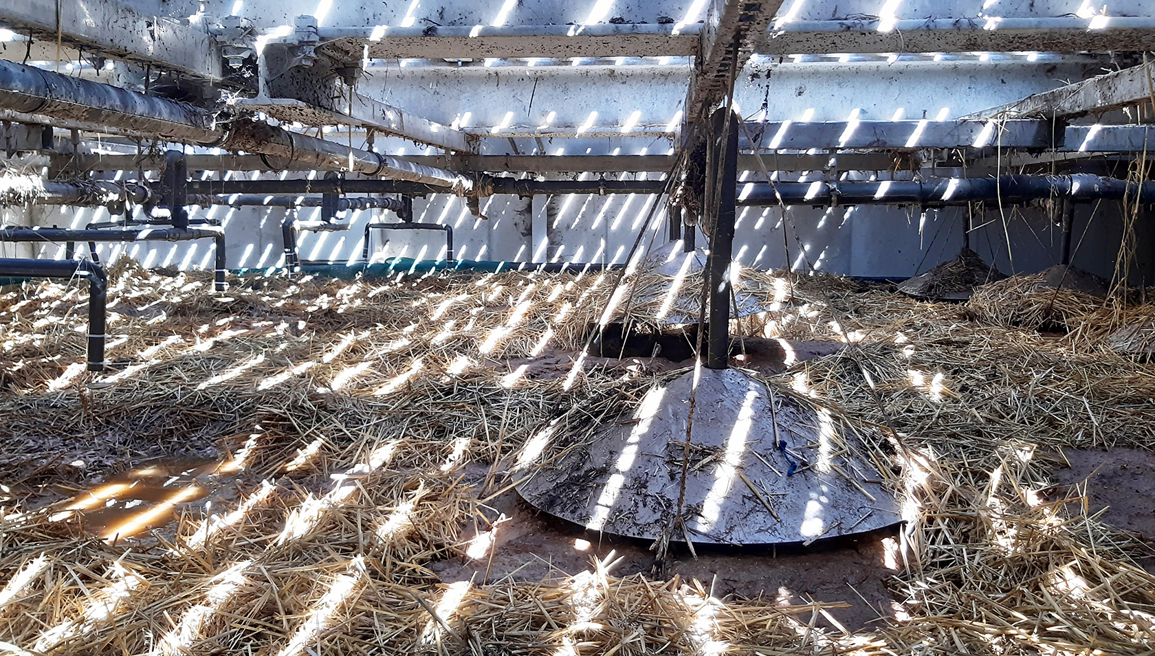 Vermifilter in Genf (Foto: Kayla Coppens, Eawag).