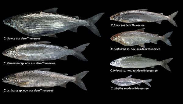 The seven whitefish species from Lake Brienz and Lake Thun (Photos: Eawag, Oliver Selz)
