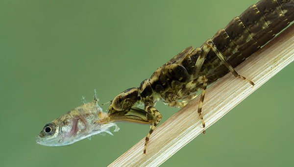 Réseau trophique aquatique : nymphe de libellule (espèce Epiprocta) mangeant un épinoche à trois épines (Gasterosteus aculeatus). (Photo : Ernie Cooper, Shutterstock)