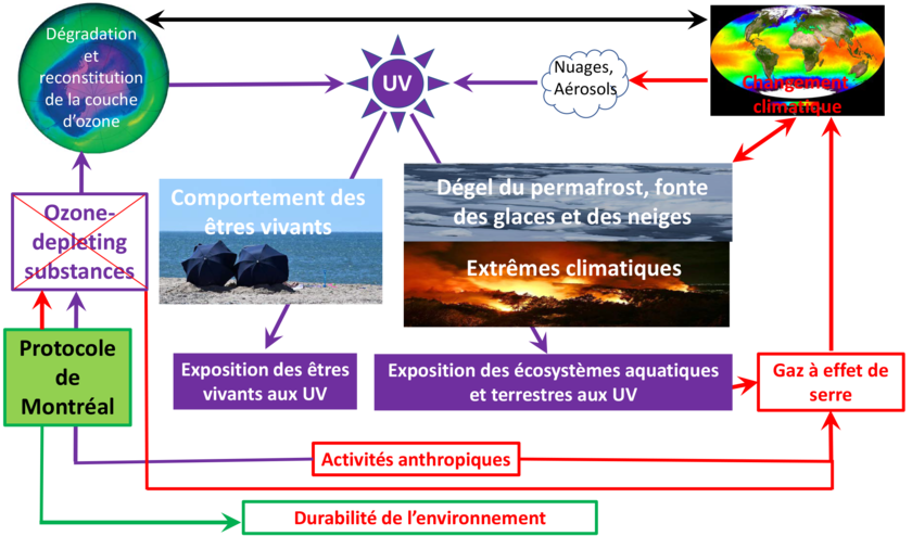 Relations entre la couche d’ozone stratosphérique, le changement climatique et l’exposition aux UV de l’Homme et de l’environnement.