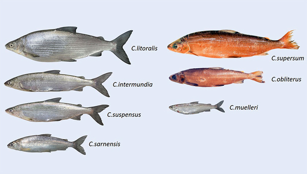 These seven whitefish were described as separate species for the first time, including the "Albeli" from Lake Lucerne, which now bears the name Coregonus muelleri in memory of the whitefish expert Rudolf Müller. (Photos: Eawag)