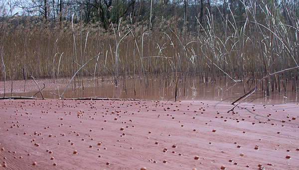 Burgunderblutalgen im Hallwilersee (Foto: Sabine Flury, Eawag)