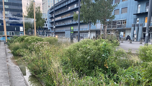 Blau-grüne Naturflächen sind wichtig, um das Stadtklima zu verbessern – aber auch, um die Lebensräume von Tieren und Pflanzen zu vernetzen (Foto: Giulia Donati).