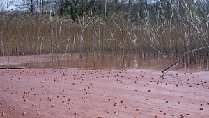 Planktothrix rubescens dans le Lac de Hallwil (Photo: Sabine Flury, Eawag)