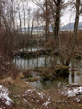 Wie stark der Biber seinen Lebensraum verändern kann, hängt von der Topografie des Baches ab. Am Langwiesenbach war die Ausbreitung der Biberteiche durch die Böschung auf beiden Seiten begrenzt. (Foto: Christopher Robinson)