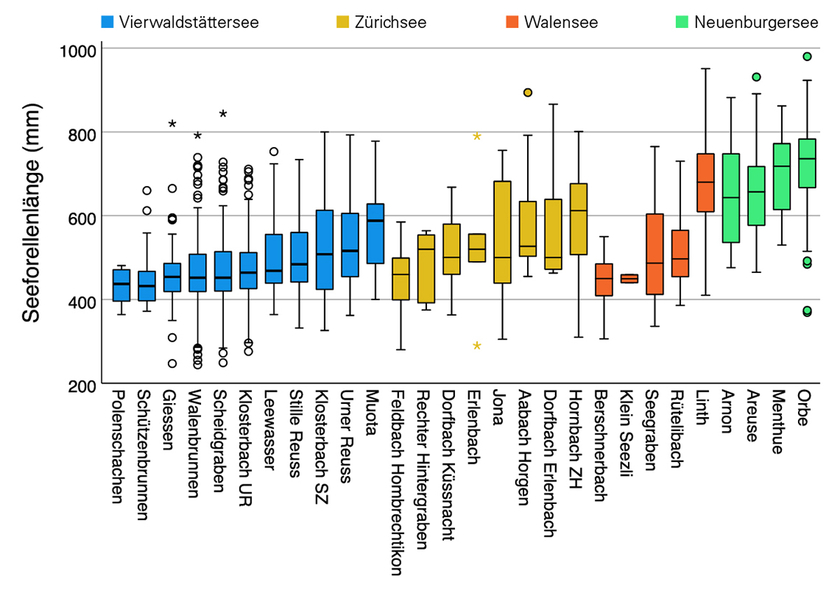 Lunghezza corporea dei pesci di ritorno negli immissari del Lago dei Quattro Cantoni, del Lago di Zurigo, del Lago di Walen e del Lago di Neuchâtel. La distribuzione delle dimensioni varia notevolmente tra i diversi affluenti dello stesso lago e in alcuni casi anche tra i laghi. Il grafico mostra la distribuzione delle dimensioni utilizzando il valore mediano e le barre, che coprono il 50% dei valori misurati. Le antenne mostrano i valori minimi e massimi misurati. I valori anomali nelle distribuzioni dimensionali sono rappresentati sotto forma di punti e stelle. (Grafico: Eawag)