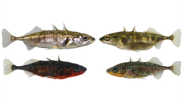 Lake (left) and stream (right) ecotypes of threespine stickleback in Lake Constance